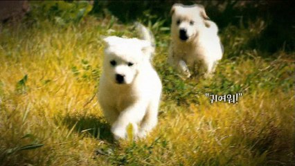 지식채널e - 순종 인가요