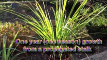 Lemongrass - Everything You Need to Know About Growing/Harvesting/Propagation