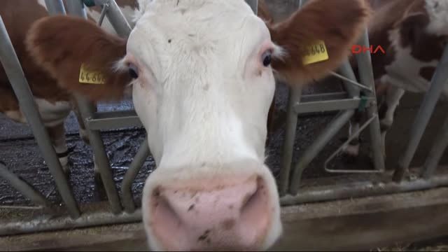 Sivas Kadın Girişimci, Devlet Desteğiyle 3 Milyon Liralık Hayvancılık Tesisi Kurdu