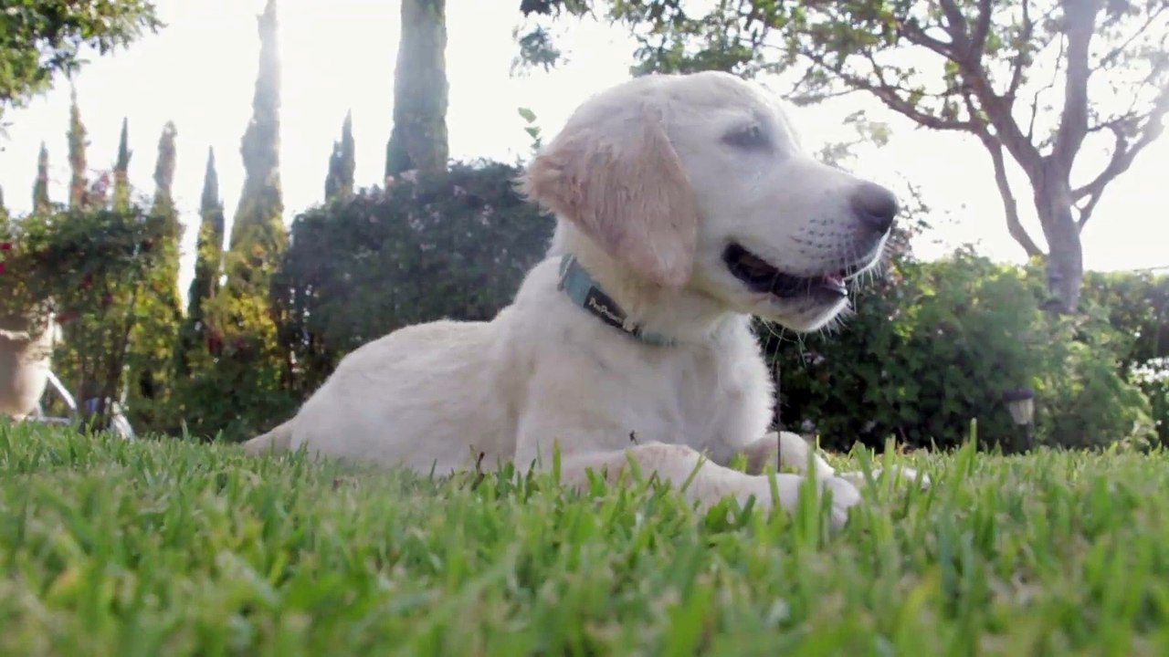El descanso de los perros