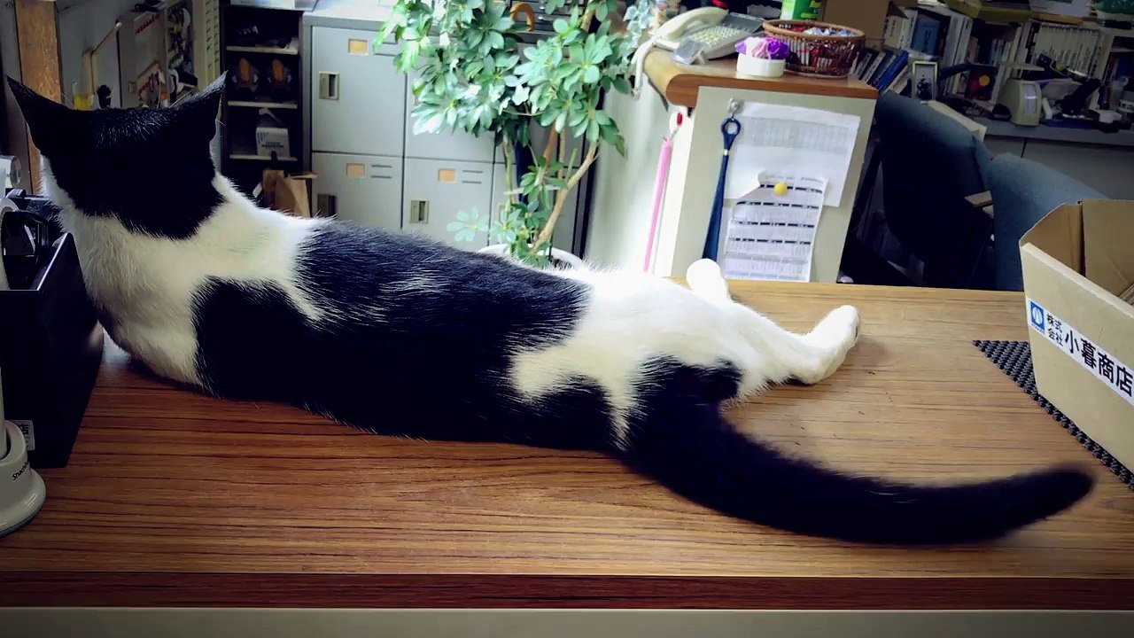 Qoobo : le chat robot