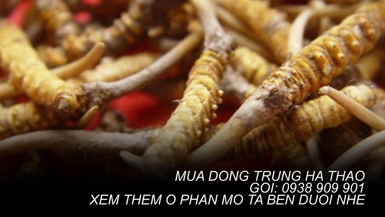 đông trùng hạ thảo bhutan ở tại quận 8