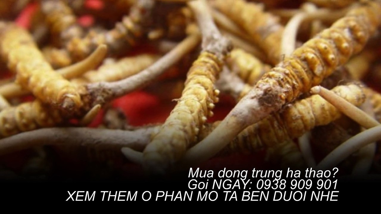 Vì sao đông trùng hạ thảo bhutan chữa yếu sinh lý