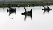 Un centaine d'hippopotames ont été retrouvés morts dans une rivière !