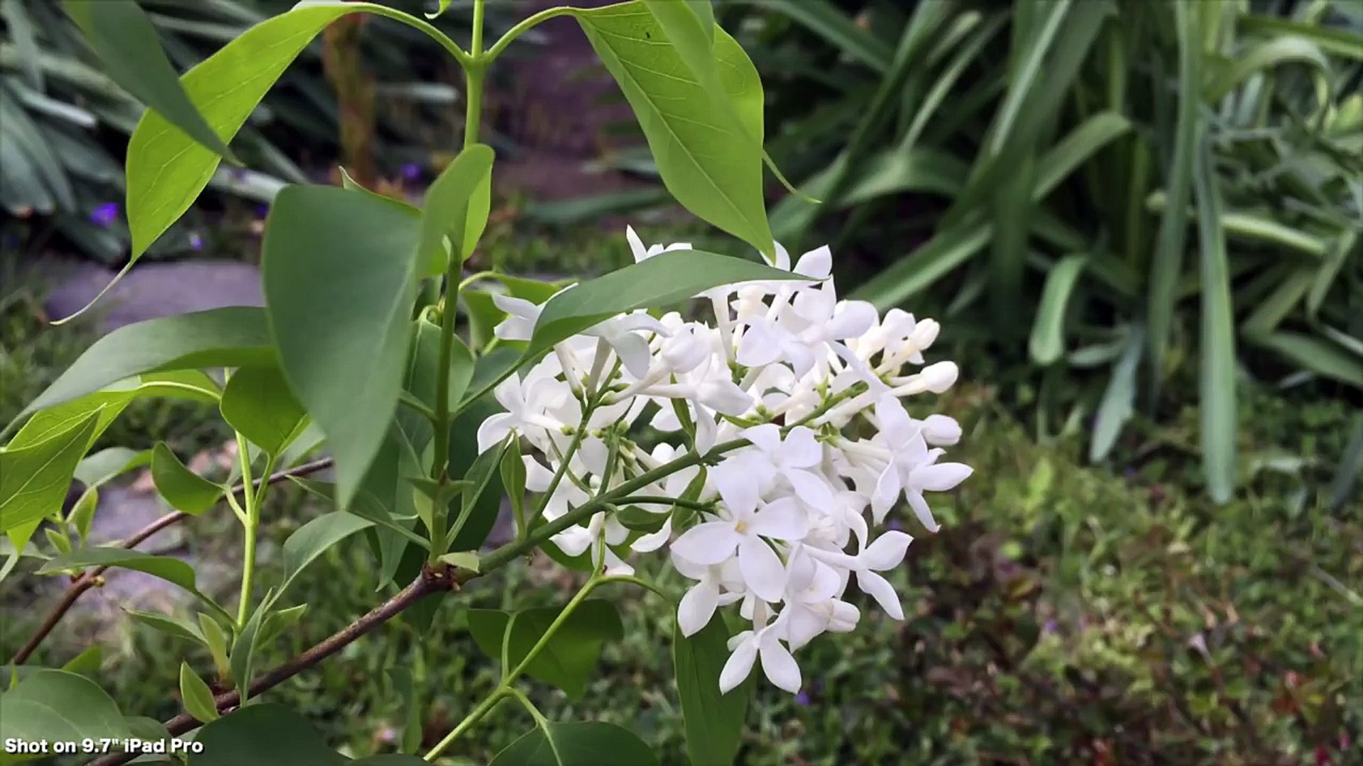 Top 9.7 iPad Pro features. Is it an iPad Air 3, or iPad Pro mini?