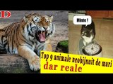 Top 9 Animale Incredibile De Mari Dar Care Sunt Reale