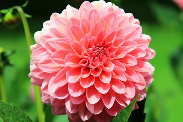 Tobu Infectious NCS Release