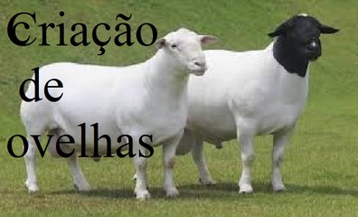 criação de ovelhas[1]