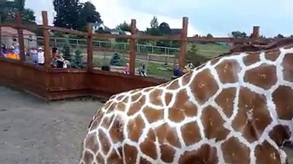 Tạjiri the Giraffe Kicking His Legs Out