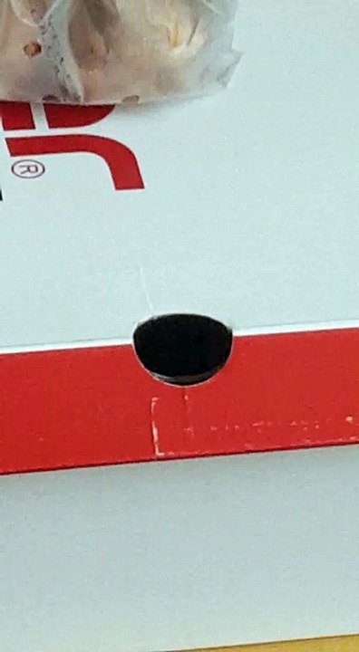 Verletzter Vogel im Karton, Rotkehlchen gerettet