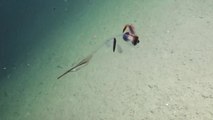 Ce poulpe perroquet transparent vit dans les mers à 5000m de profondeur !