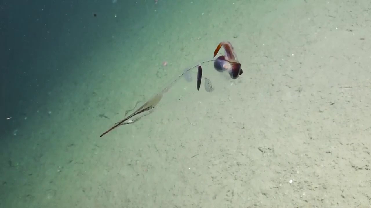 Ce poulpe perroquet transparent vit dans les mers à 5000m de profondeur !