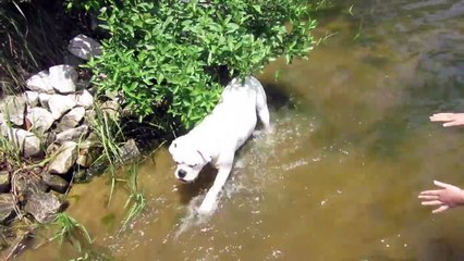 Amazing Annie! (WK 229.6) | Bratayley