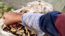 Easy Way to Make Leaf Compost At Home / पत्तियों का खाद / Gardening Video In Hindi // Mammal Bonsai