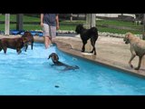 Pups Cool Down at Doggy Daycare With Paddle in Pool