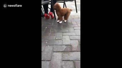 Chinese dog owner makes poodle walk in child's shoes
