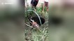 Pregnant cow rescued after falling down sewer