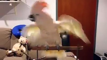 ruh hastası papağan yine sahne aldı