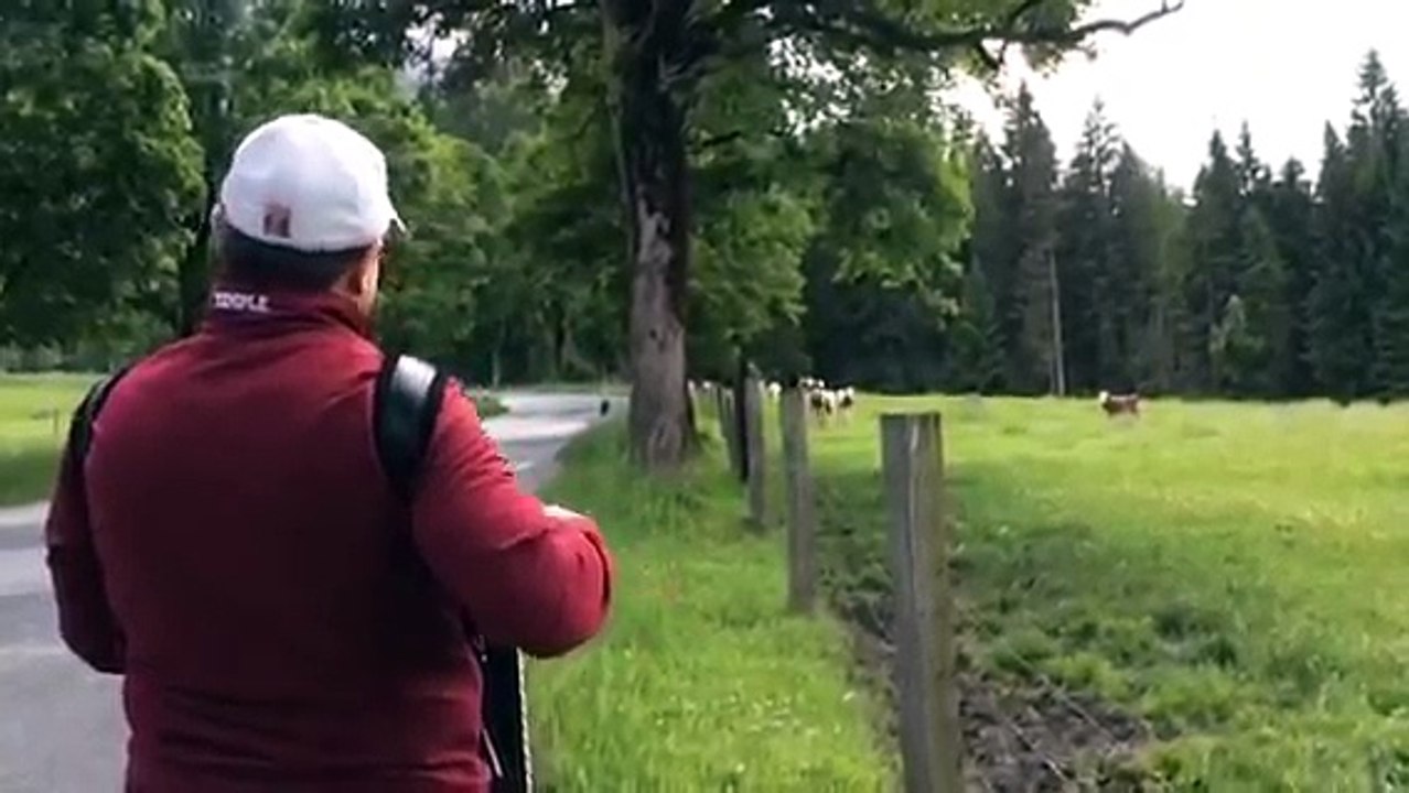 Cows and music