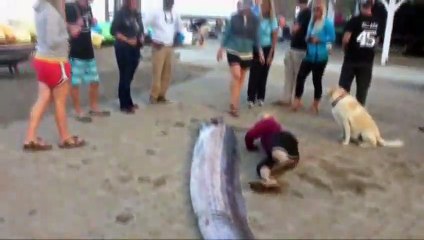 Découverte d'une créature marine de plus de 8m de long en Californie