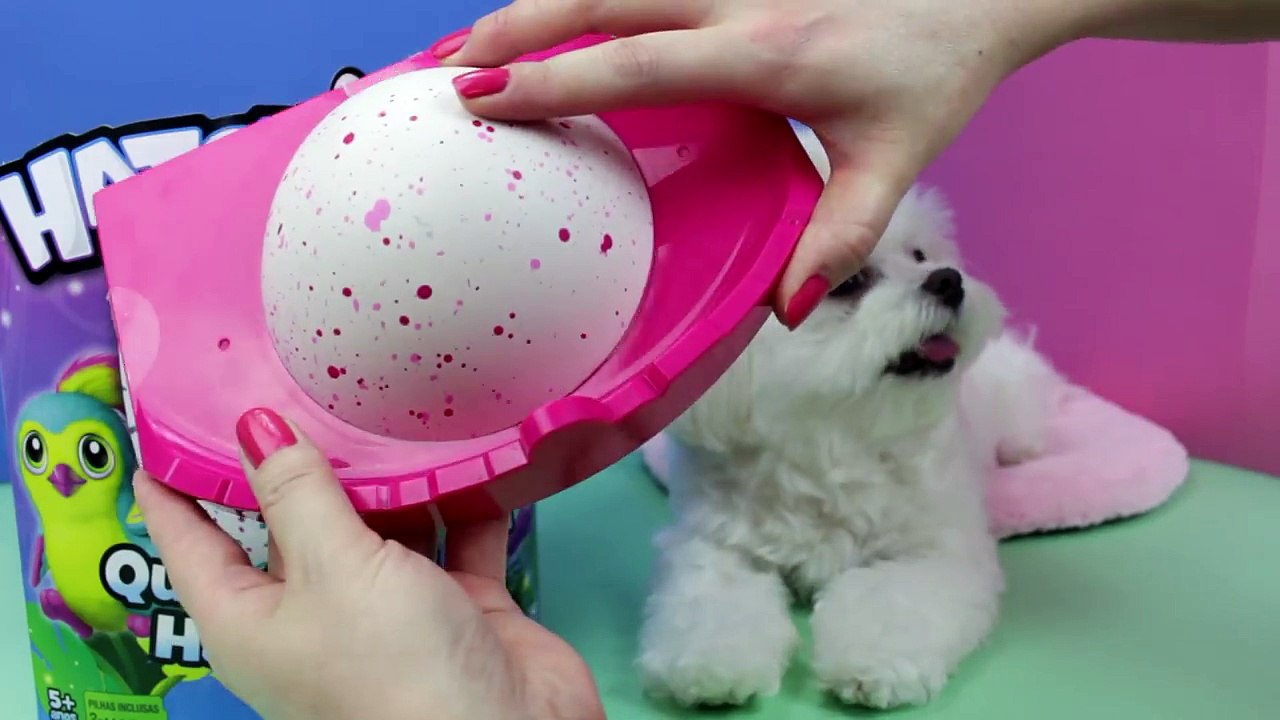 Hatchimal Chegou no Brasil Review em Português Lançamento 2016