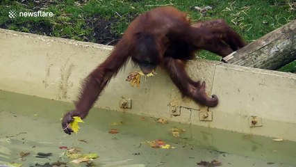 Orangutan youngster fishes autumn leaves from pond to eat