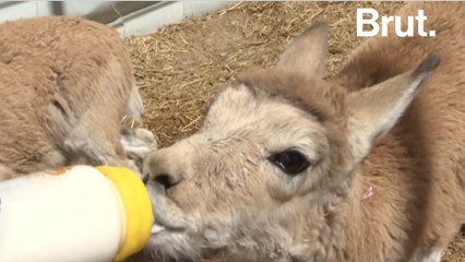 Les antilopes du Tibet en voie de disparition