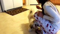 Shih Tzu Puppy Training