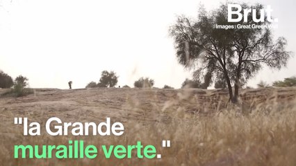Une "Grande muraille verte" en construction en Afrique