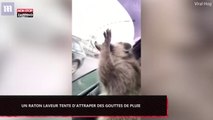 Un raton laveur tente d’attraper des gouttes de pluie depuis une voiture (Vidéo)