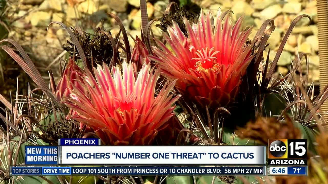 Poachers 'number one threat' to cactus worldwide, expert says