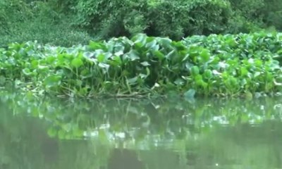 Wow.. Warga Makassar Ubah Eceng Gondok Jadi Kerajinan