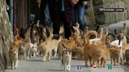 Découvrez l'lîle aux chats, au Japon...