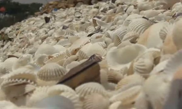 Konblok Unik Berbahan Baku Limbah Kerang, Hmm Seperti Apa?