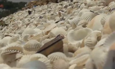 Konblok Unik Berbahan Baku Limbah Kerang, Hmm Seperti Apa?