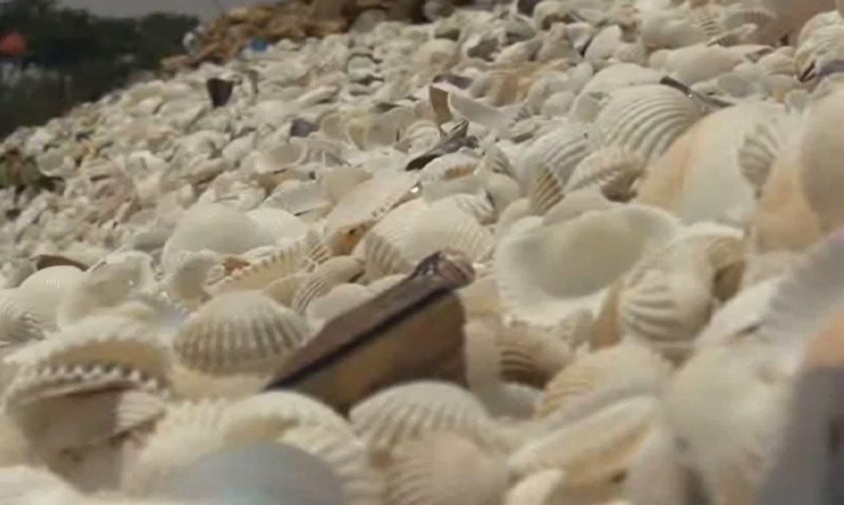 Konblok Unik Berbahan Baku Limbah Kerang, Hmm Seperti Apa?