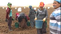 Bitlis, Türkiye’nin Patates İhtiyacının Yüzde 4’ünü Karşılıyor