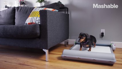 This poop pad will clean up your dog's mess for you