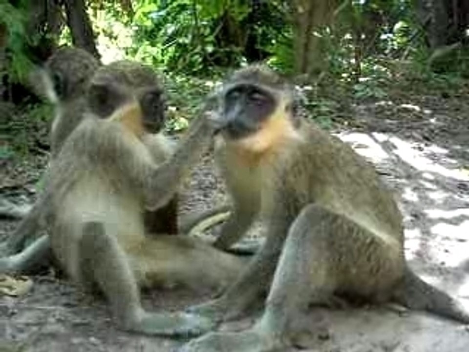 Bijilo Monkey