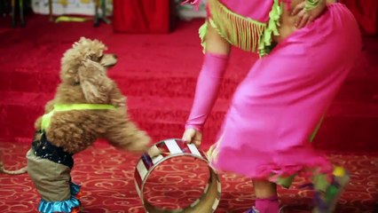 Funny Dogs collection, (Funny Animal)