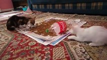 Small cute cat big cat fight.(Funny Animal)