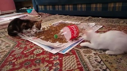 Small cute cat big cat fight.(Funny Animal)