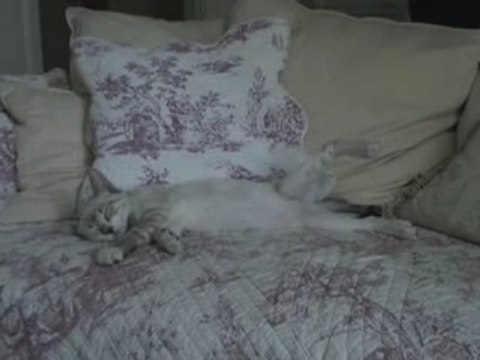 CHAT TROP TROP COOL !