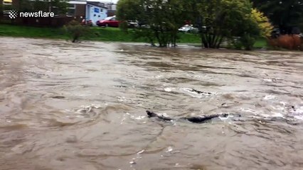 Cumbria river bursts its banks
