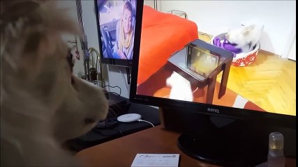 Me, Myself and Irene