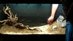 Aquarium Setup - Aquascape - Step by Step and Final Product - Live Planted Fish Tank