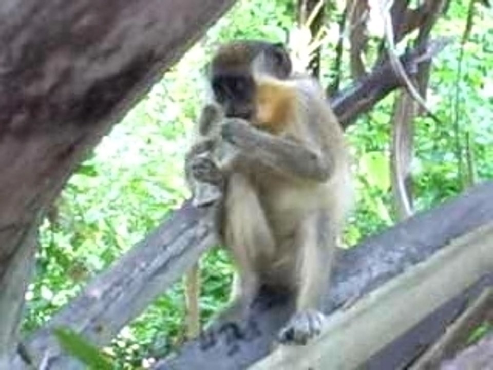 Bijilo Monkey