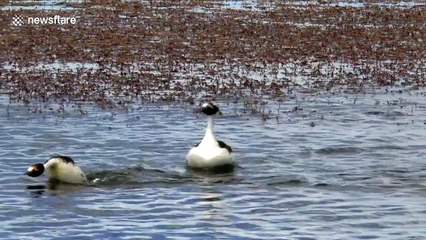 The headbanging mating ritual of one South America's rarest birds