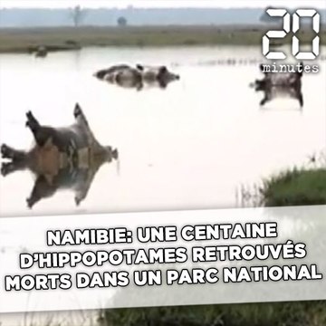 Namibie: Plus de 100 hippopotames retrouvés morts dans un parc national
