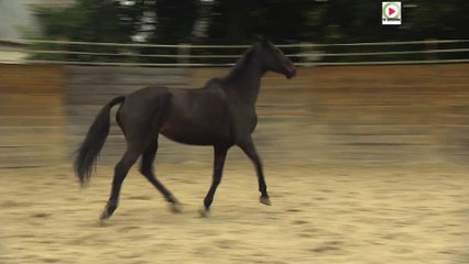 Lamballe   | Le Haras National - Bretagne Télé